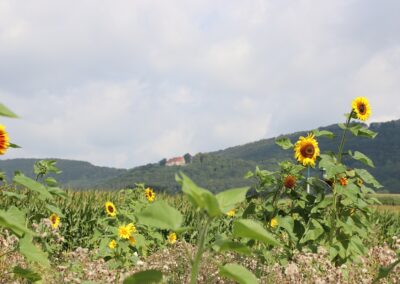 Baugrundstück in Hessisch Oldendorf OT Welsede