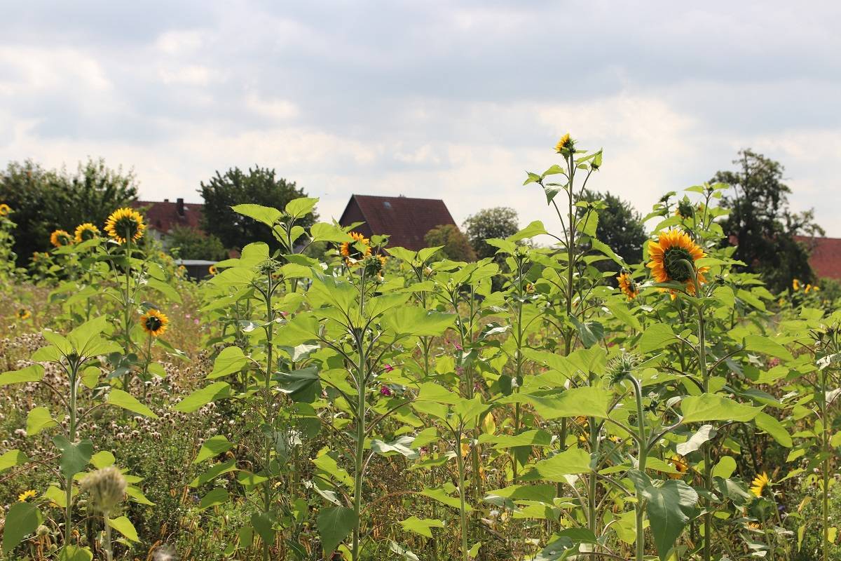 Baugrundstück in Hessisch Oldendorf OT Welsede Baugrundstück in Hessisch Oldendorf OT Welsede