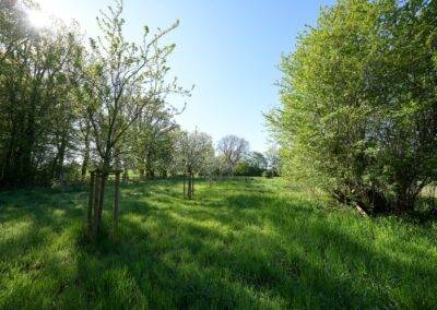 Obstbaumwiese